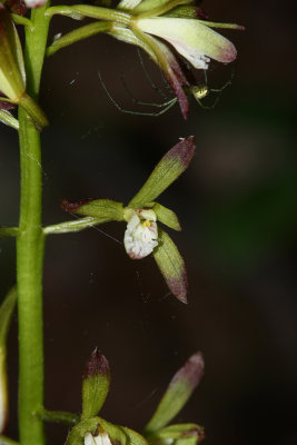 Aplectrum hyemale- Puttyroot