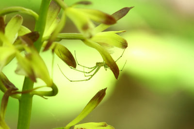 Aplectrum hyemale- Puttyroot (with guest)