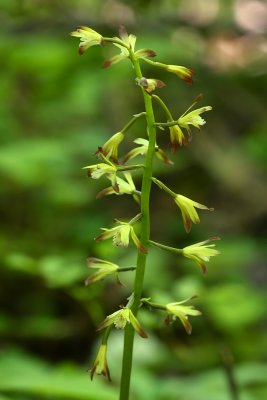 Aplectrum hyemale- Puttyroot