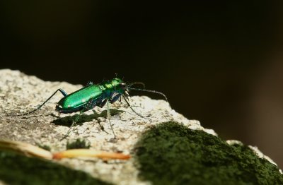 Six-spotted Tiger Beetle