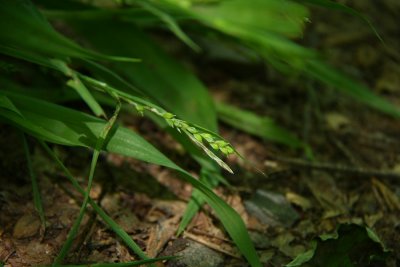 Carex laxiflora- Broad Looseflower Sedge
