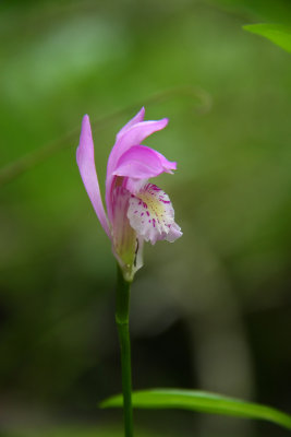 Arethusa bulbosa- Dragon's Mouth Orchid