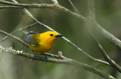 Prothonotary Warbler (male)