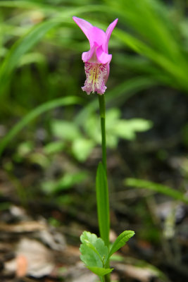 Arethusa bulbosa- Dragon's Mouth Orchid