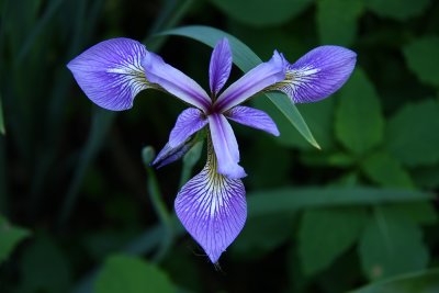 Iris versicolor- Blue Flag Iris