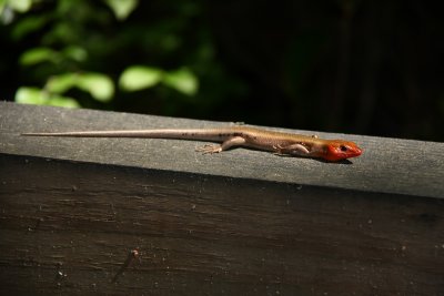 Five-lined Skink (adult male)