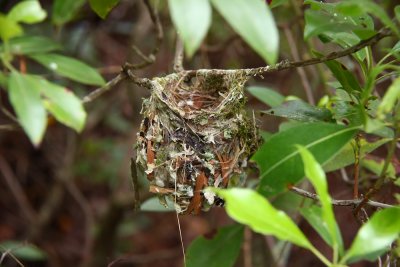 Warbler nest?