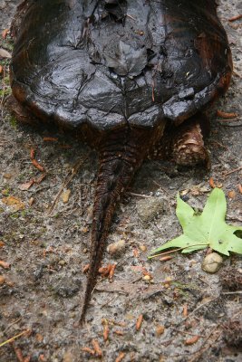 Common Snapping Turtle