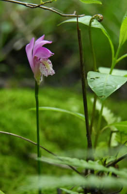 Arethusa bulbosa- Dragon's Mouth Orchid