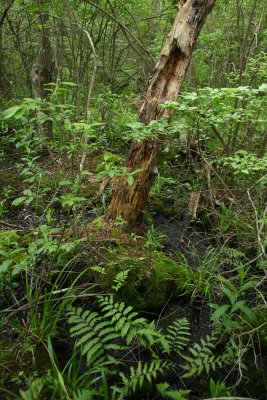 Arethusa habitat