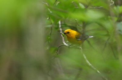 Prothonotary Warbler (male)