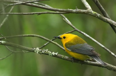 Prothonotary Warbler (male)