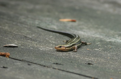 Five-lined Skink (adult female)