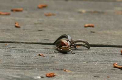 Five-lined Skinks mating!