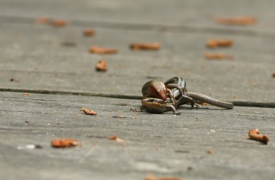 Five-lined Skinks mating!