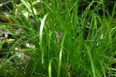 Arethusa bulbosa- Dragon's Mouth Orchid