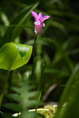 Arethusa bulbosa- Dragons Mouth Orchid