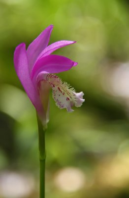 Arethusa bulbosa- Dragon's Mouth Orchid