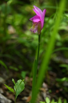 Arethusa bulbosa- Dragon's Mouth Orchid