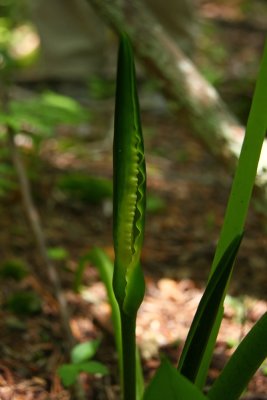 Peltandra virginica- Arrow Arum