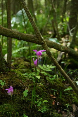 Arethusa bulbosa- Dragon's Mouth Orchid