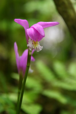 Arethusa bulbosa- Dragon's Mouth Orchid