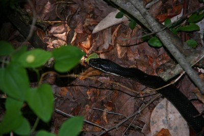 Black Rat Snake