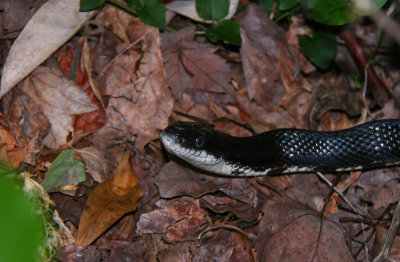 Black Rat Snake