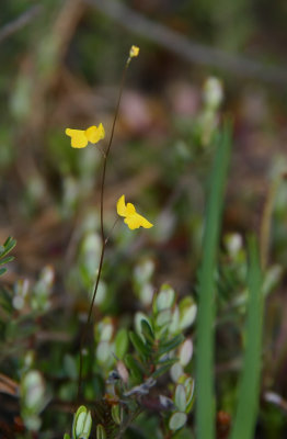 Utricularia subulata- Zigzag Bladderwort