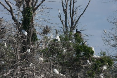 Egret/Heron/Cormorant colony