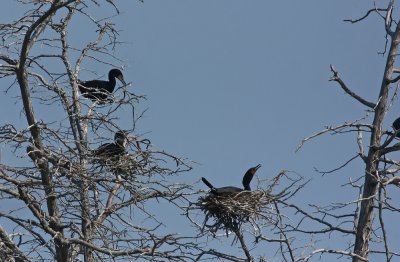 Egret/Heron/Cormorant colony