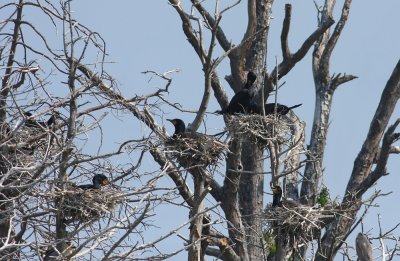 Egret/Heron/Cormorant colony