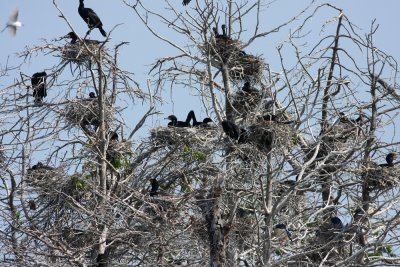 Egret/Heron/Cormorant colony