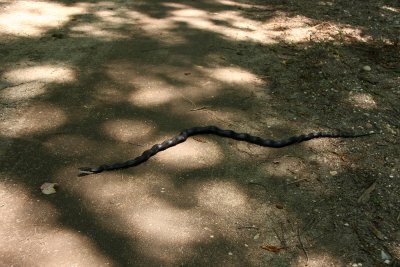 Black Rat Snake