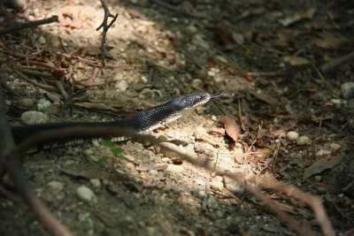 Black Rat Snake