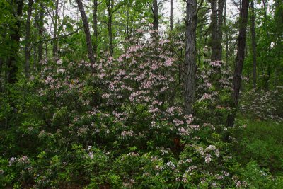 Kalmia latifolia- Mountain Laurel