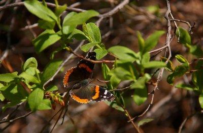 Red Admiral