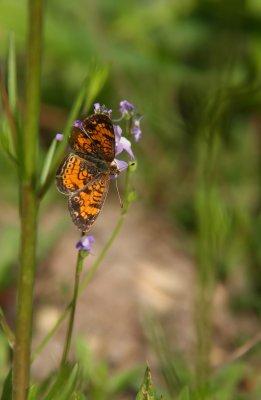 Pearl Crescent on Toadflax
