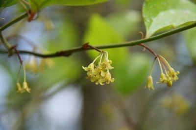 Smilax flowers