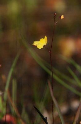Utricularia subulata- Zigzag Bladderwort