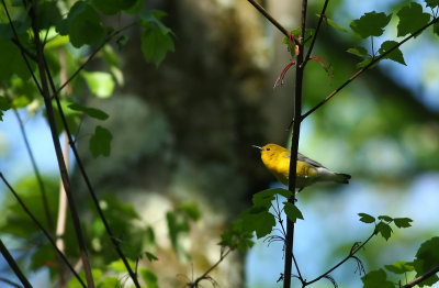 Prothonotary Warbler