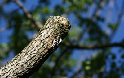 Downy Woodpecker