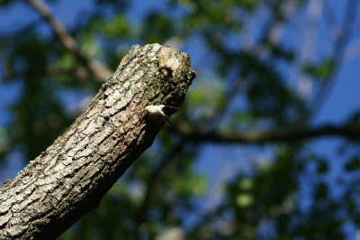 Downy Woodpecker