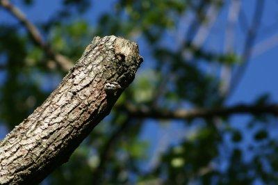 Downy Woodpecker