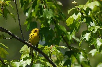 Prairie Warbler