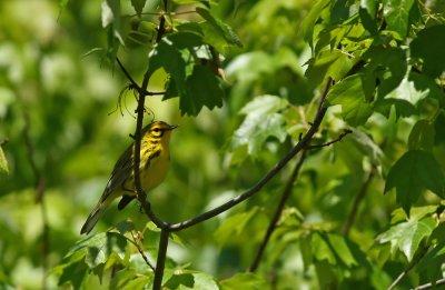 Prairie Warbler