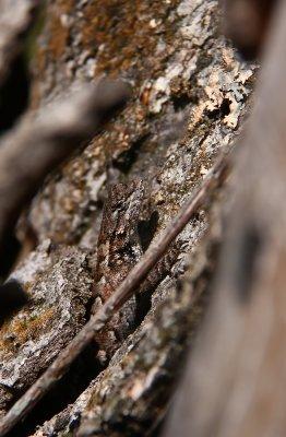 Eastern Fence Lizard