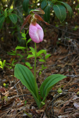 Cypripedium acaule- Pink Lady's Slipper