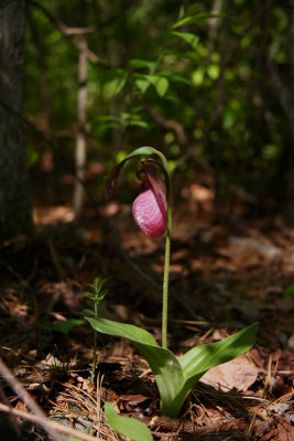 Cypripedium acaule- Pink Lady's Slipper