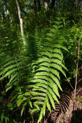 Osmunda cinnamomea- Cinnamon Fern